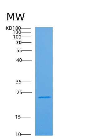 Recombinant Human ARF3 Protein