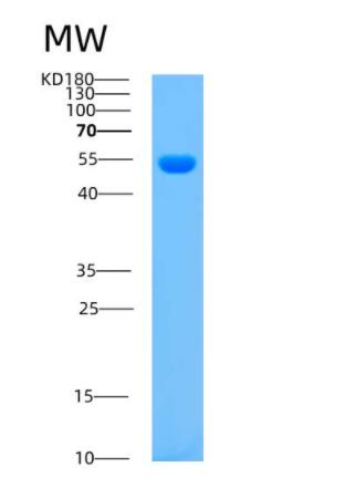 Recombinant Mouse Arsa Protein