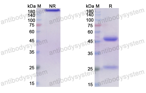 Research Grade Ontuxizumab  (DHJ61001)