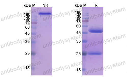 Research Grade Seribantumab(DHD48405)