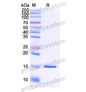 Anti-Human DLL4 Nanobody (SAA1284)