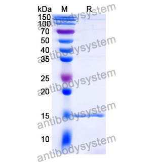 Anti-Human CD16b/FCGR3B Nanobody (SAA1310)