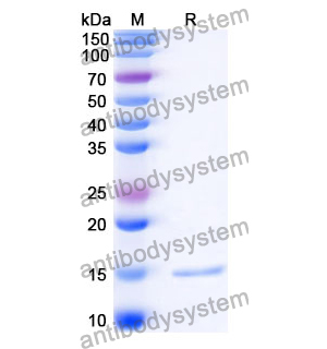 Anti-Listeria monocytogenes serotype 1/2a InlB/Internalin B Nanobody (SAA0997)