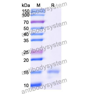 Anti-Human CD13/ANPEP/APN Nanobody (SAA1324)