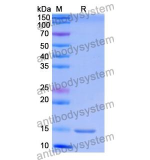 Anti-Human NOTCH2 Nanobody (SAA1287)