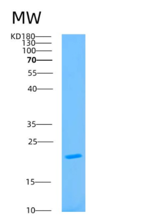 Recombinant Human ATP5O Protein