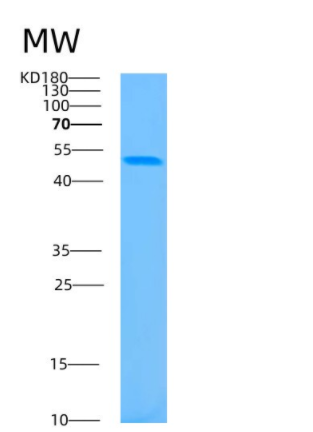 Recombinant Human BAT1 Protein