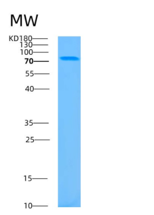 Recombinant Human BCAM Protein