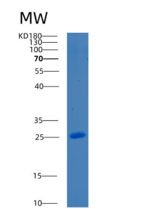 Recombinant Mouse Bcl-2-like-protein 1 Protein