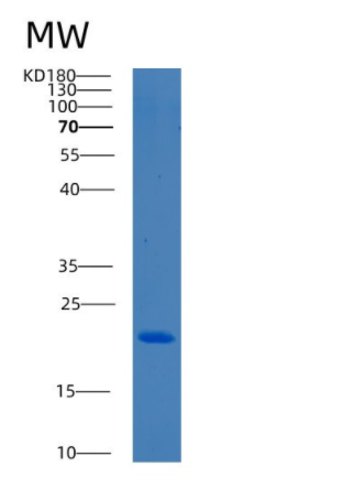 Recombinant Human BCL2L10 Protein
