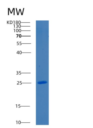 Recombinant Human Bcl-2 Protein