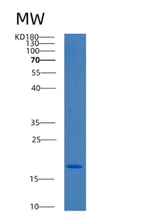 Recombinant Human BCL2L11 Protein