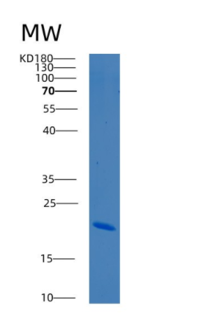 Recombinant Human BCL2L2 Protein