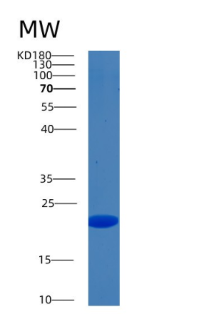 Recombinant Human BID Protein