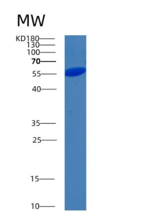 Recombinant Human BLK Protein