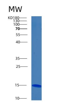 Recombinant Human BMPR1B Protein