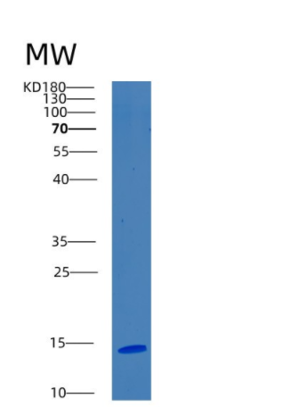 Recombinant Human BOLA3 Protein