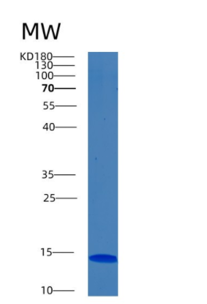 Recombinant Human BMP-2 Protein