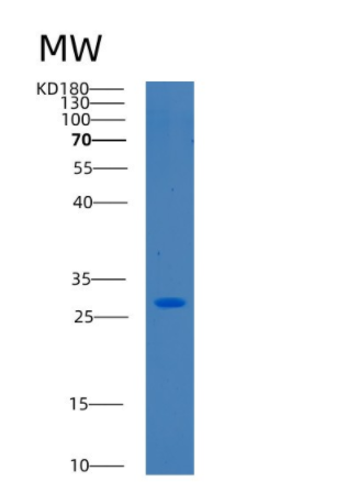 Recombinant Human c-Jun Protein