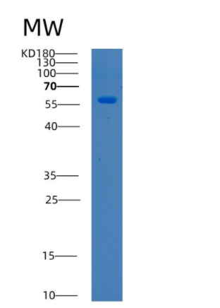 Recombinant Human BTD Protein