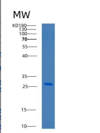 Recombinant Human C8G Protein