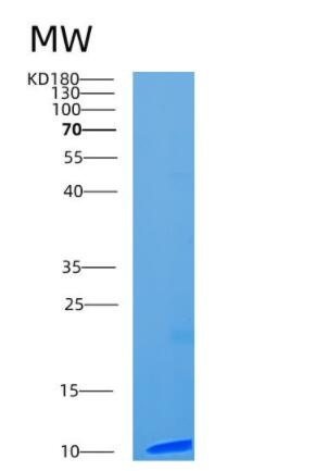 Recombinant Human CCL13 Protein