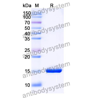 Anti-SARS-CoV-2 S Protein Nanobody (SAA1062)