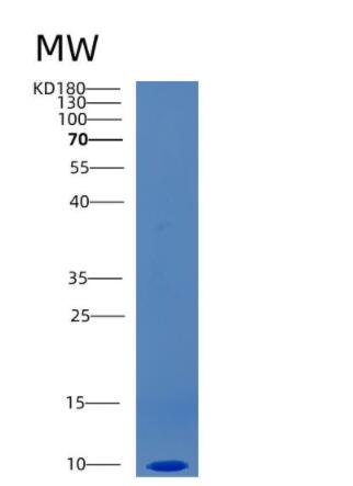 Recombinant Human CCL3L1 Protein