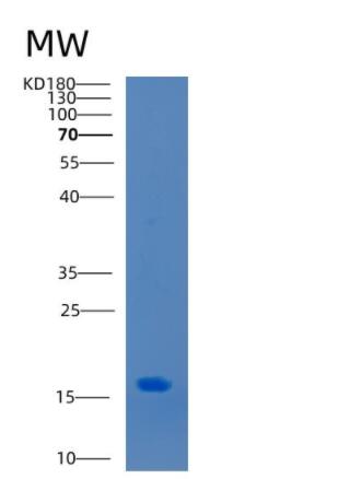 Recombinant Mouse CCL2 Protein