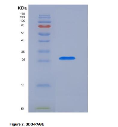 Recombinant Cluster Of Differentiation 200 (CD200)