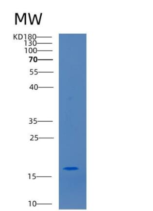 Recombinant Human CCL25 24-150aa Protein