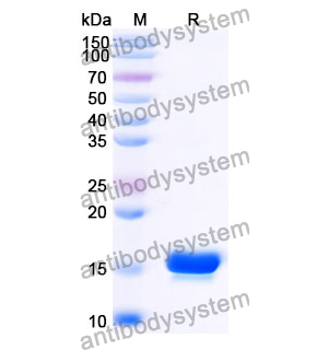 Anti-Human ASC/TMS1/PYCARD Nanobody (SAA1187)