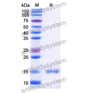 Anti-Human CD123/IL3RA Nanobody (SAA1297)