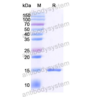 Anti-SARS-CoV-2 S Protein Nanobody (SAA1074)