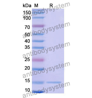 Anti-Human CFTR Nanobody (SAA1012)