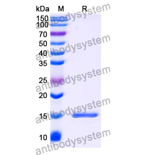 Anti-Human CGA Nanobody (SAA1210)