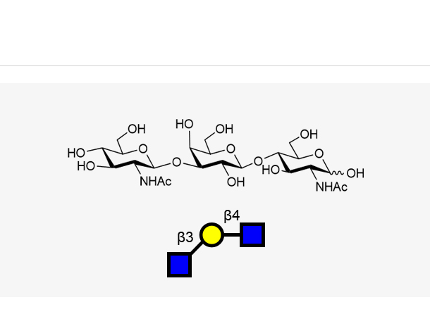 GlcNAcb1, 3Galb1, 4GlcNAc