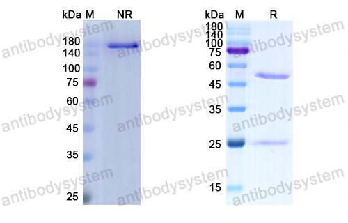 Research Grade Cilgavimab (AZD1061)  (DVV00302)