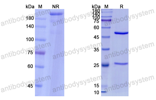 Research Grade Nirsevimab  (DVV02802)