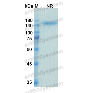 Research Grade Alacizumab  (DHE16603)