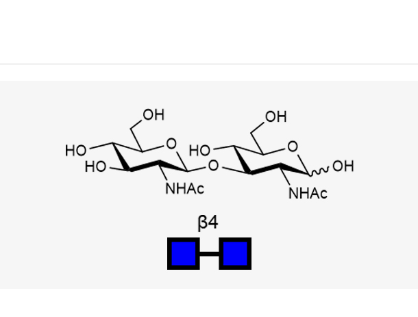 GlcNAcb1, 4GlcNAc