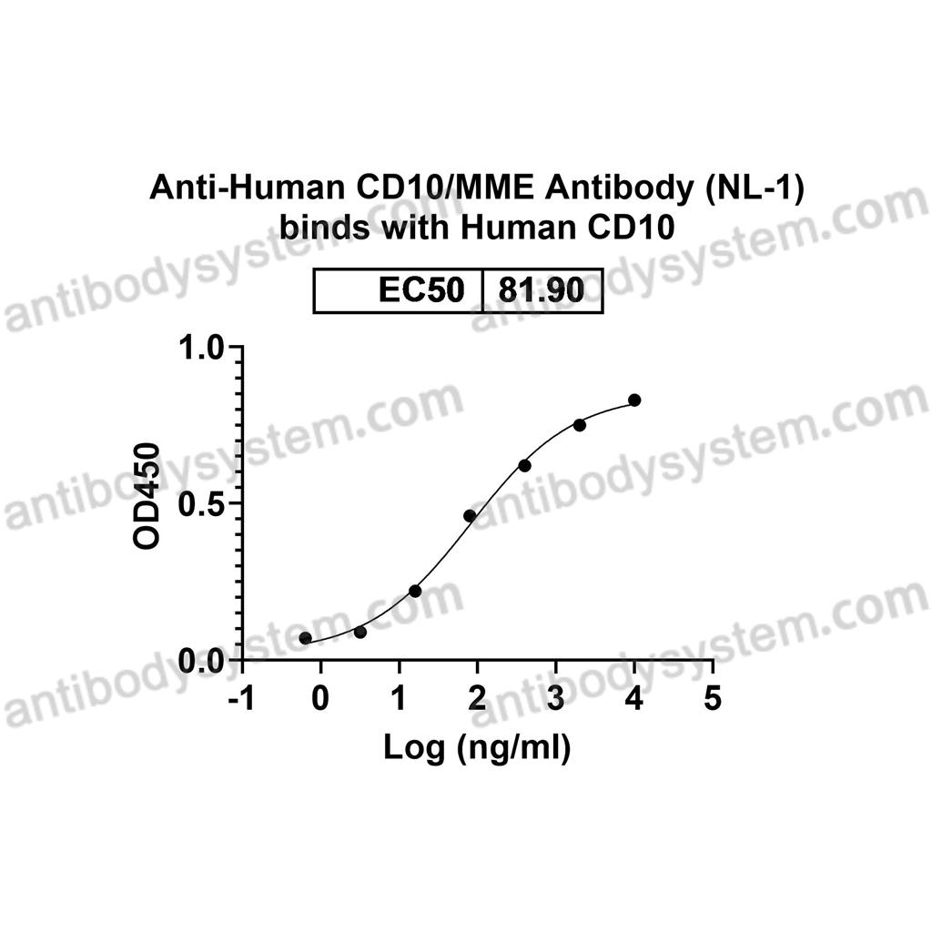 Anti-Human CD10/MME Antibody (NL-1) (FHC33010)