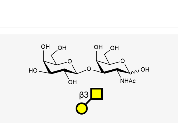 Galacto-N-biose(GalNAca1, 3Gal)