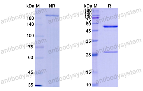 Research Grade Milatuzumab  (DHC08001)