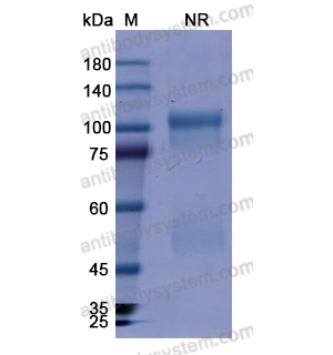 Research Grade Abatacept  (DHE03429)