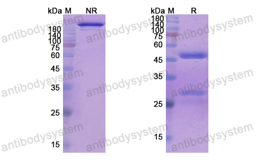 Research Grade Mapatumumab  (DHA05901)