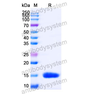 Anti-Human CD29/ITGB1 Nanobody (SAA1306)