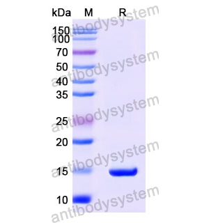 Anti-Human PSA/KLK3 Nanobody (SAA1220)