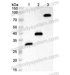 Anti-HA Tag (YPYDVPDYA) Antibody (12CA5) (RGK08701)
