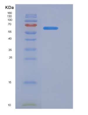 Recombinant Cluster Of Differentiation 40 Ligand (CD40L)